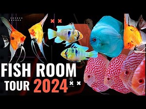 discus fish | angelfish | fish room tour | german blue rams