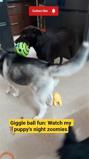 Wobbly wag Giggle Ball #shorts #Doglovers#Puppy playing time #Night time pups