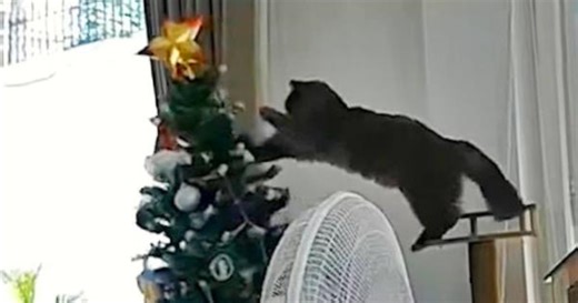 Kitty karma! Cat hilariously spooked by Christmas tree it knocked over