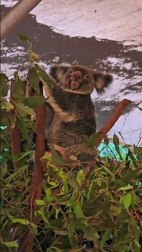 Native animals of Australia #animals #australia #wildlife