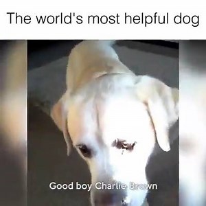7.3K views · 297 reactions | Meet the world's most helpful dog. :) | Awesomelycute | Facebook