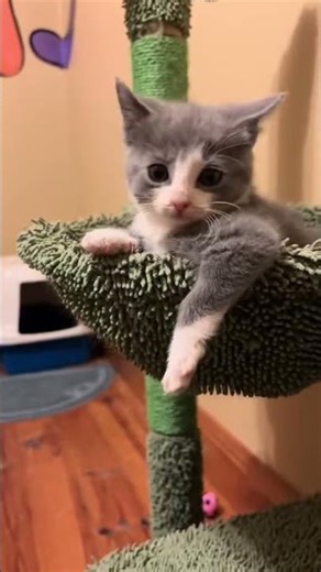 This Little Kitten Is Too Cute for Words – Watch Her Play!