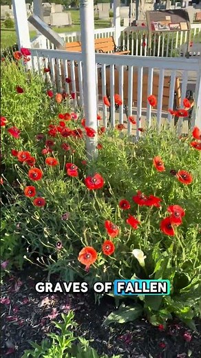 Red Poppies are the Flower of Remembrance #gardening #flowers #veteransday🇺🇸