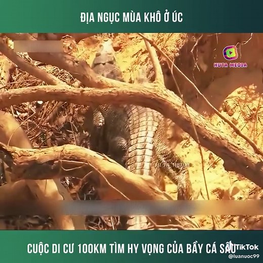 Cuộc Di Cư 100km Của Bầy Cá Sấu