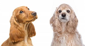 8 Differences Between American and English Cocker Spaniel (With Table) - Animal Differences