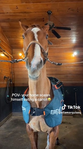 Horses🤦🏼‍♀️😂 #equestrian #funny #horse #cute #equine #horsesoftiktok #fyp