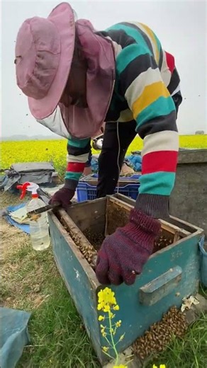 Satisfying Honey Harvesting from a Busy Beehive!