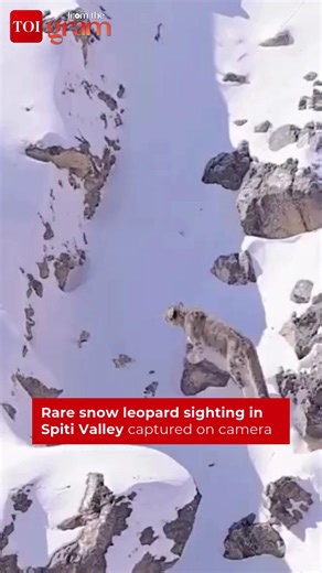 18K views · 144 reactions | #FromTheGram | A rare sighting of a snow leopard in Himachal Pradesh’s #Spiti Valley has captured widespread attention after a video of the elusive big cat surfaced online.  haritri_goswami #SnowLeopard #SpitiValley #Wildlife #HimachalPradesh #ViralVideo We have the necessary permission to use the video. Please feel free to DM if you have any questions or need any clarification. | The Times of India | Facebook
