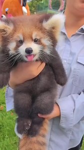 59K views · 451 reactions | Red Panda #facts #reels #shorts | Universe Adventure | Facebook