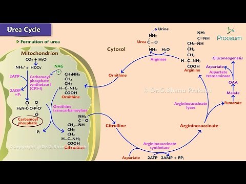 Urea cycle Animation - Site, Steps, Regulation, Energetics : USMLE Step 1