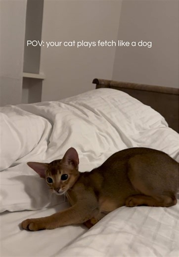 When Your Cat Acts Like a Dog: A POV Experience