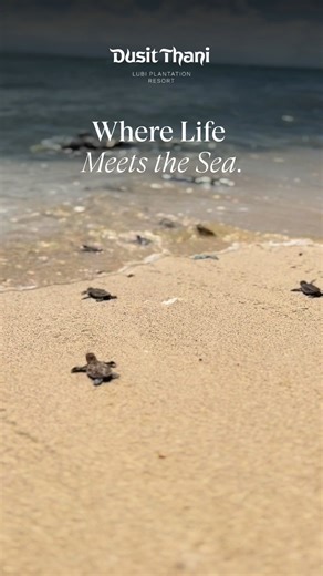 Sea-Bound Beginnings.​ Behold the delicate dance of life as baby turtles emerge from their nests and make their first journey to the sea. Surrounded by the tranquil beauty of the island, be part of a meaningful experience that nurtures the island’s marine life, and create memories that last a lifetime.​ ​ Book a stay and witness this serene marvel at Dusit Thani Lubi Plantation Resort. https://www.dusit.com/dusitthani-lubiplantationresort/specialoffers/​ ​ #DusitThaniLubiPlantationResort #Luxury