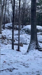 Grey Wolves playing at Wolf Chalet at Parc Omega in Montebello,Quebec