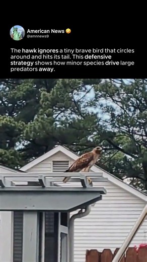 HAWK IGNORES TINY BIRD ATTACK