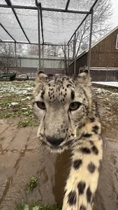 84K views · 8.4K reactions | Slush, snow, and snow leopards - this is what winter dreams are made of! ❄️ | Metro Richmond Zoo | Facebook