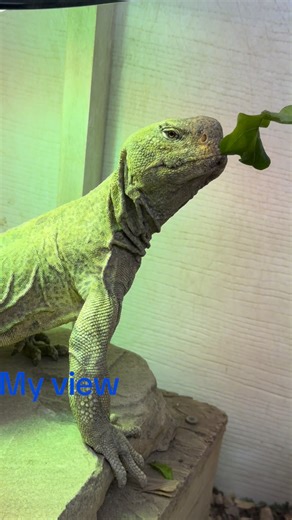 Western New York Reptile Show on Reels