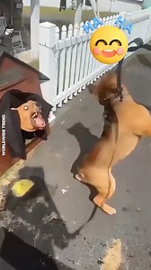 17K views · 213 reactions | Pranking Dogs with the Strangest Toys Ever!  #dogpranks #funnypets #viraldogs #pettok #fypchallenge | Worldwide Trend | Facebook