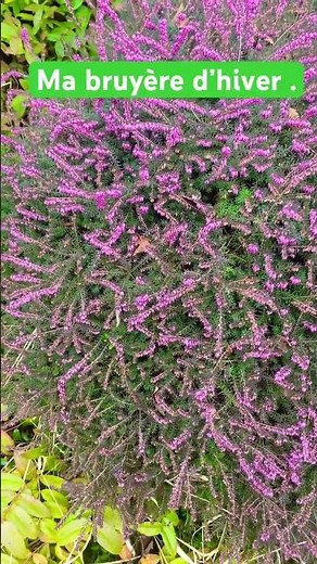 Les bruyères d'hiver! Erica X darleyensis #gardening #flowers #love #garden #erica #bruyère #plants