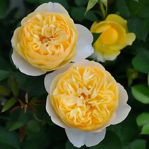 Luciole Japanese Shrub Rose, 萤火虫, 2-year-old Own Root Plant, Strong Fragrance - Etsy