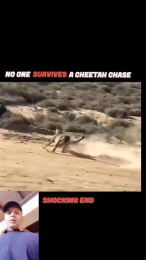 2 Fighting Leopards Take Dramatic Fall out of Tree#लेपर्ड अटैक# leopard ka attack.leopard fight