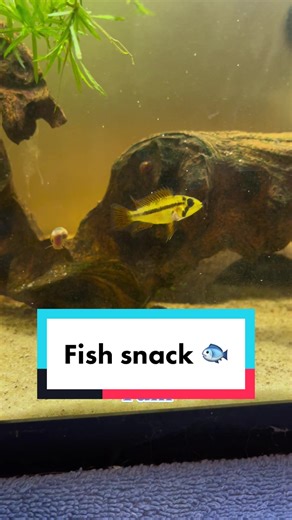 Feeding Your Fish Baby Brine Shrimp: A Step-by-Step Guide