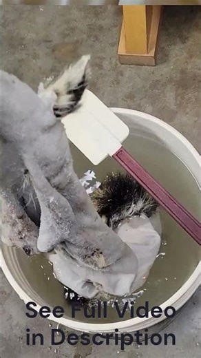 Fox Hide Pickling — Prep for Tanning #taxidermy #trapping #fox