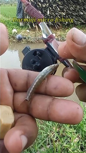 How to Fish for Uceng with Go Potato Bait