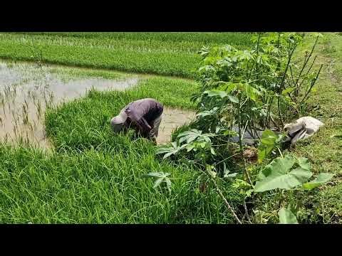 INSANE RICE SEEDLING HARVEST! MASSIVE YIELD YOU WON’T BELIEVE!-agriculture farming