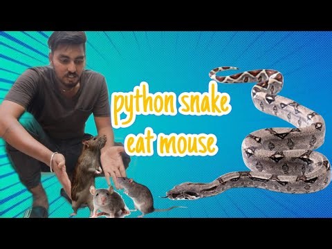 Python Snake Ko Feeding Krwaii.. Mouse Pakry In K Lie ..👍