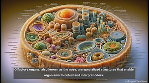 Olfactory organs in biology