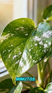 ¿Tus plantas tienen manchas blancas en las hojas y no sabes por qué? Esto puede deberse a hongos, exceso de humedad, riego sobre las hojas o plagas como el oídio. 🔹 Evita mojar las hojas al regar 🔹 Mejora la ventilación 🔹 Retira las hojas muy afectadas 🔹 Usa un remedio natural: agua bicarbonato o canela Detectarlo a tiempo evita que la planta se debilite o se seque. Guarda este video y revisa tus plantas hoy mismo 🌱 | jardinería para principiantes