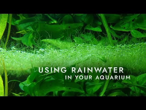 Using rainwater in your aquarium - Tutorial