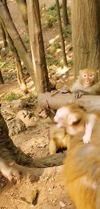 New born baby monkey very scare about kidnape #reelsviralシfb #reelsfypシ #reelschallenge #reelsviralシ #short | Global Knowledge Sharing