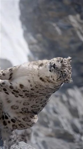 "Snow Leopard Camouflage – Nature’s Invisible Predator in 4K"