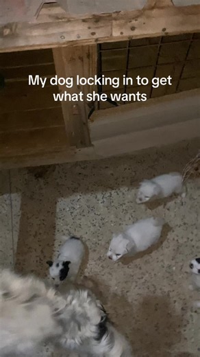 Maltese dog behavior: why my dog locks in to get what she wants