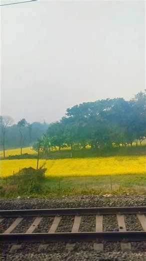 beautiful mustard field view from train 🚆 train journey shorts #shorts
