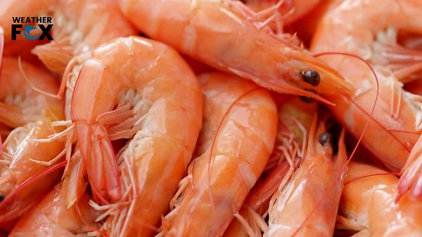 Mantis Shrimp Punches at Bullet Speed – Here’s How! 🦐🔥