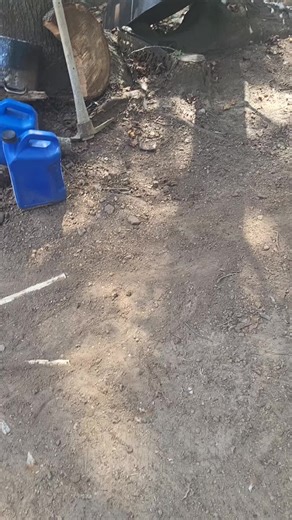 Divas Tree Service LLC (@divastreeservicellc)’s videos with original sound - Mindset Podcast 🎙️