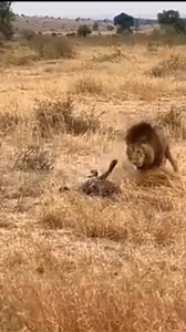 Animal Planet TV on Reels