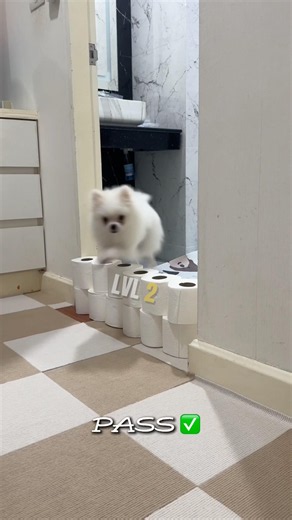 Dog running backwards?? 😳 #pets #puppy #cutedog #shorts