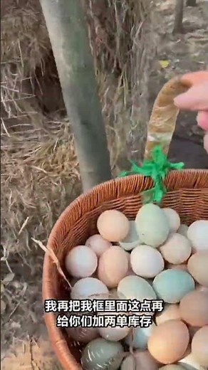 Hens Farming Complete Guide for Beginners | Modern Poultry Farm Setup, Feeding Systm16 November 2025