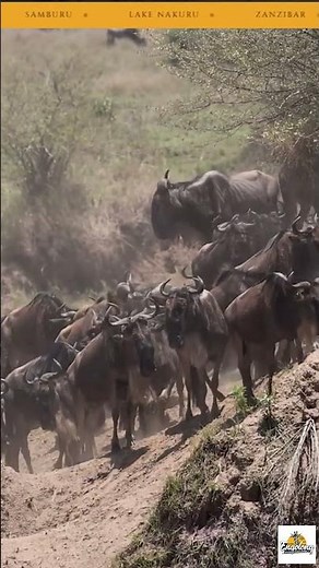 How the Great Migration works and when to see it #maasaimara #safari #masaimaranationalpark