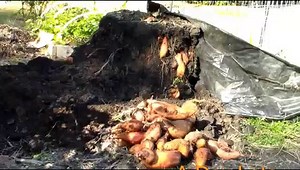 Potato Towers - Which Varieties to Grow and Tips for Success