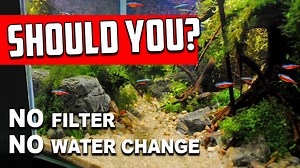 "All-natural aquariums" that use no filter, no heater, no water changes, and so on are very attractive for many reasons. Cory explains the concept, how it is similar to living "off the grid," and why he personally chooses to use some minimal amounts of technology to enhance his fishkeeping hobby. We encourage everyone to do their own research and decide for themselves what level they would like to be involved in the aquarium hobby. Enjoy nature daily! #AquariumCoop | Aquarium Co-Op