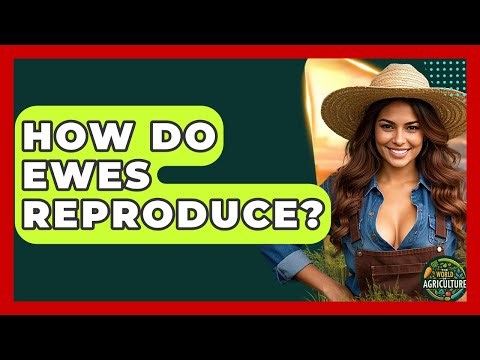 How Do Ewes Reproduce? - The World of Agriculture