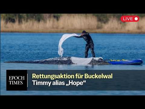 Rettungsaktion für Timmy-Hope: Gibt es einen neuen Plan für den Buckelwal?