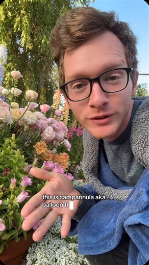 John on Instagram: "✨💕🌸Campanula 🌸💕✨ I always look forward to these cute blooms in our garden every spring! We love growing these dwarf varieties in containers. When had our flower field we would grow the taller ones for cut flowers! We like to fall plant campanula for the best blooms in zone 9b"