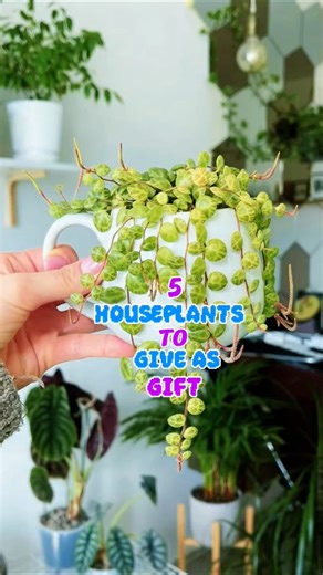 5 houseplants to give as a gift#Houseplants #PlantGifts #IndoorPlants #PlantLovers #GreenGifts