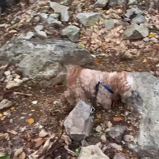 We're at Moat Mountain in New Hampshire! We found Smoky Quartz, some on Feldspar, and had a great time! We hope you enjoy this video, hit the like button and leave us a nice comment :) 💎⚒💎 | The Crystal Collector