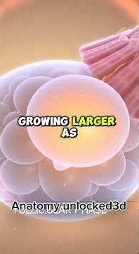 4 Stages of menstrualcycle 3d animation explained #pregnant #pregnancy #menstrualcycle #menstruation